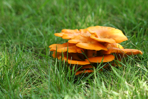 0607 Mushrooms
