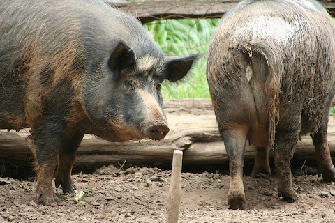 0608 Pigs