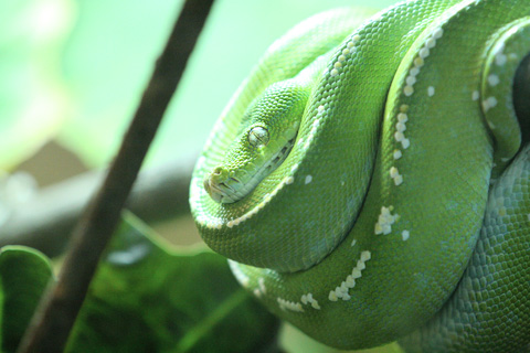 0603_green_python.jpg